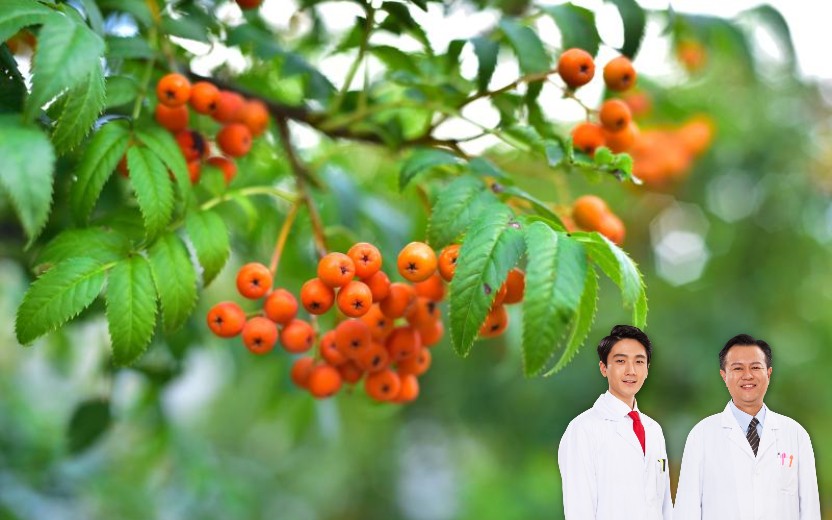 마가목 열매 효능, 면역부터 관절 건강까지! 자연이 준 선물